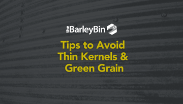 tips to avoid thin kernels and green grain