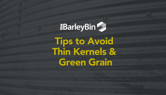 tips to avoid thin kernels and green grain