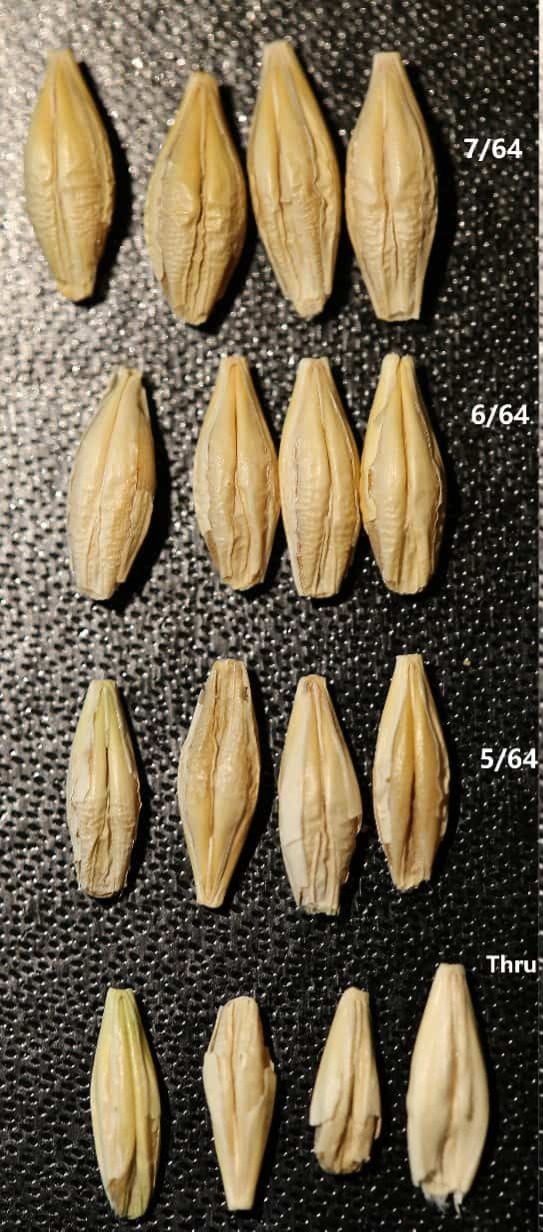 Avoid Thin Kernels and Green Grain - The Barley Bin