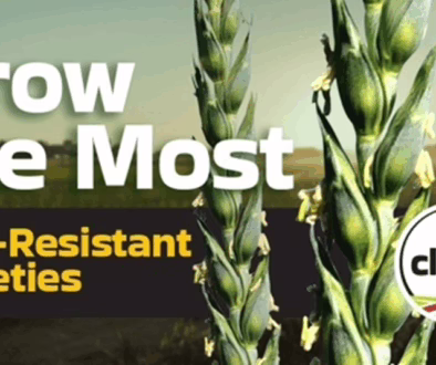 image grow the most FHB resistant varieties