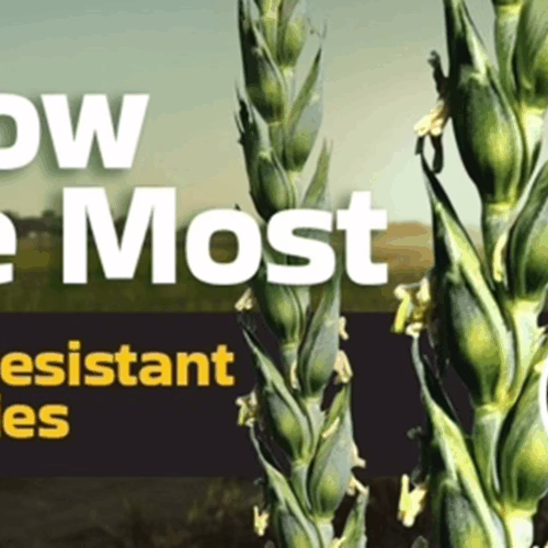 grow the most FHB resistant varieties