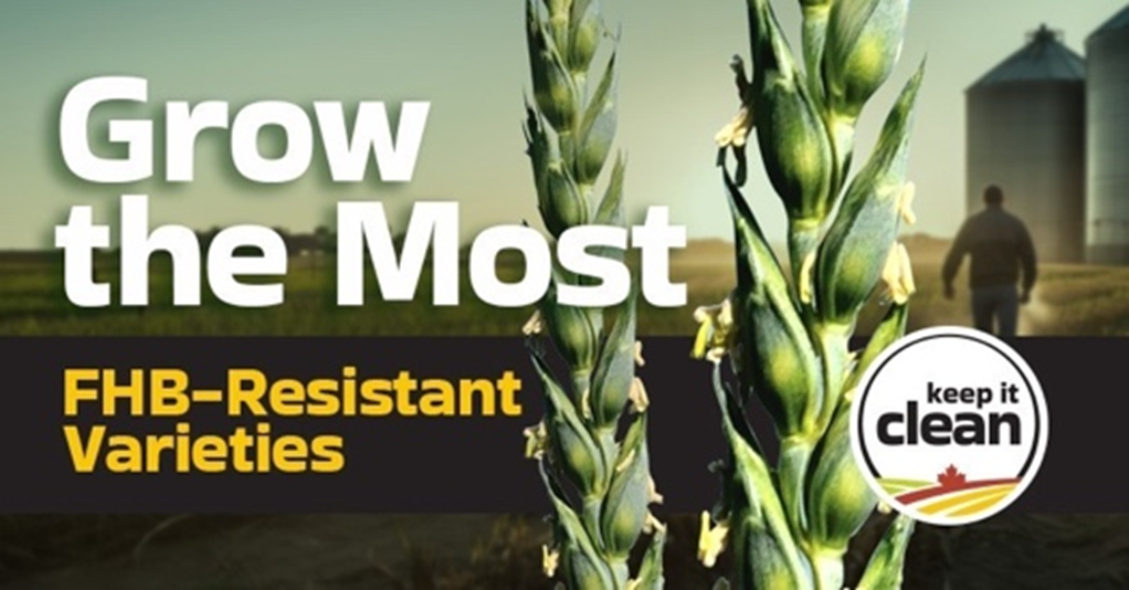 grow the most FHB resistant varieties