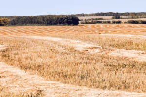 swathed barley