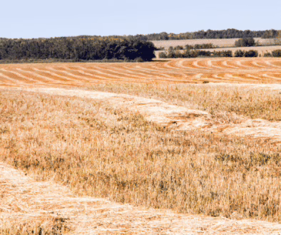 swathed barley