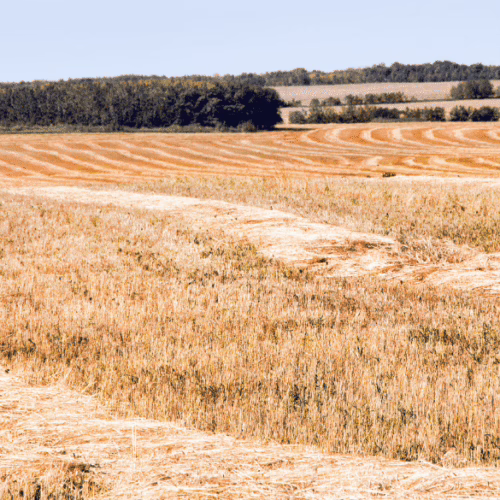 swathed barley