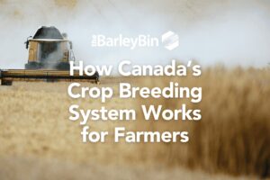 How Canada’s Crop Breeding System Works for Farmers cover image
