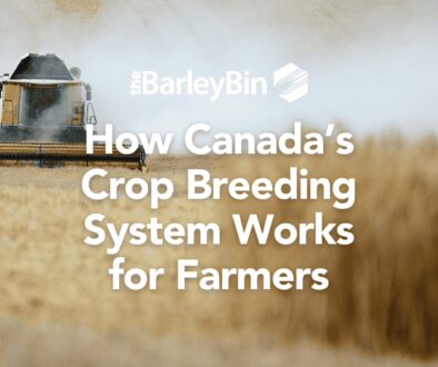 How Canada’s Crop Breeding System Works for Farmers cover image