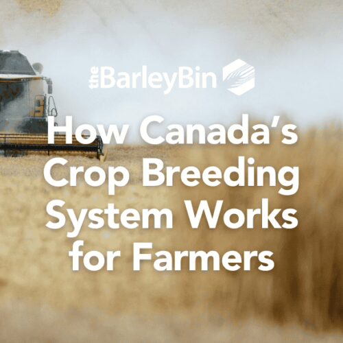 How Canada’s Crop Breeding System Works for Farmers cover image