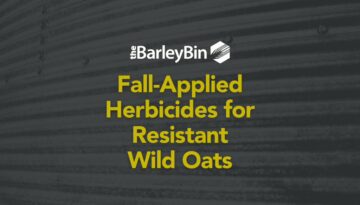 Fall applied herbicides on resistant wild oats
