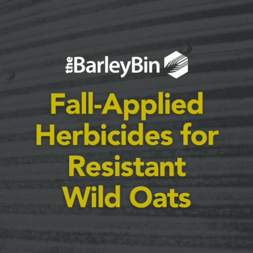 Fall applied herbicides on resistant wild oats