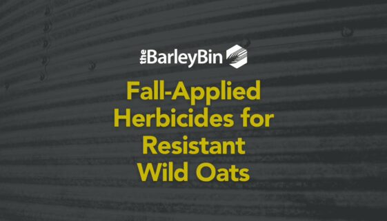 Fall applied herbicides on resistant wild oats