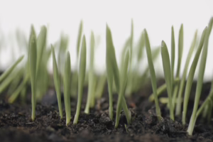 barley seedlings