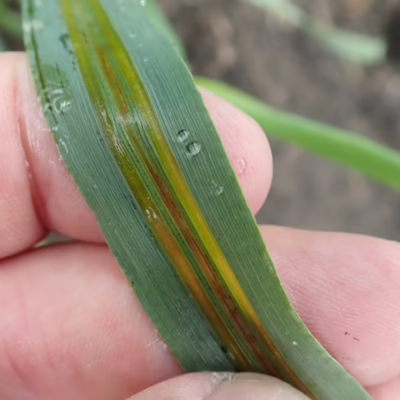 Bacterial Leaf Streak in Barley