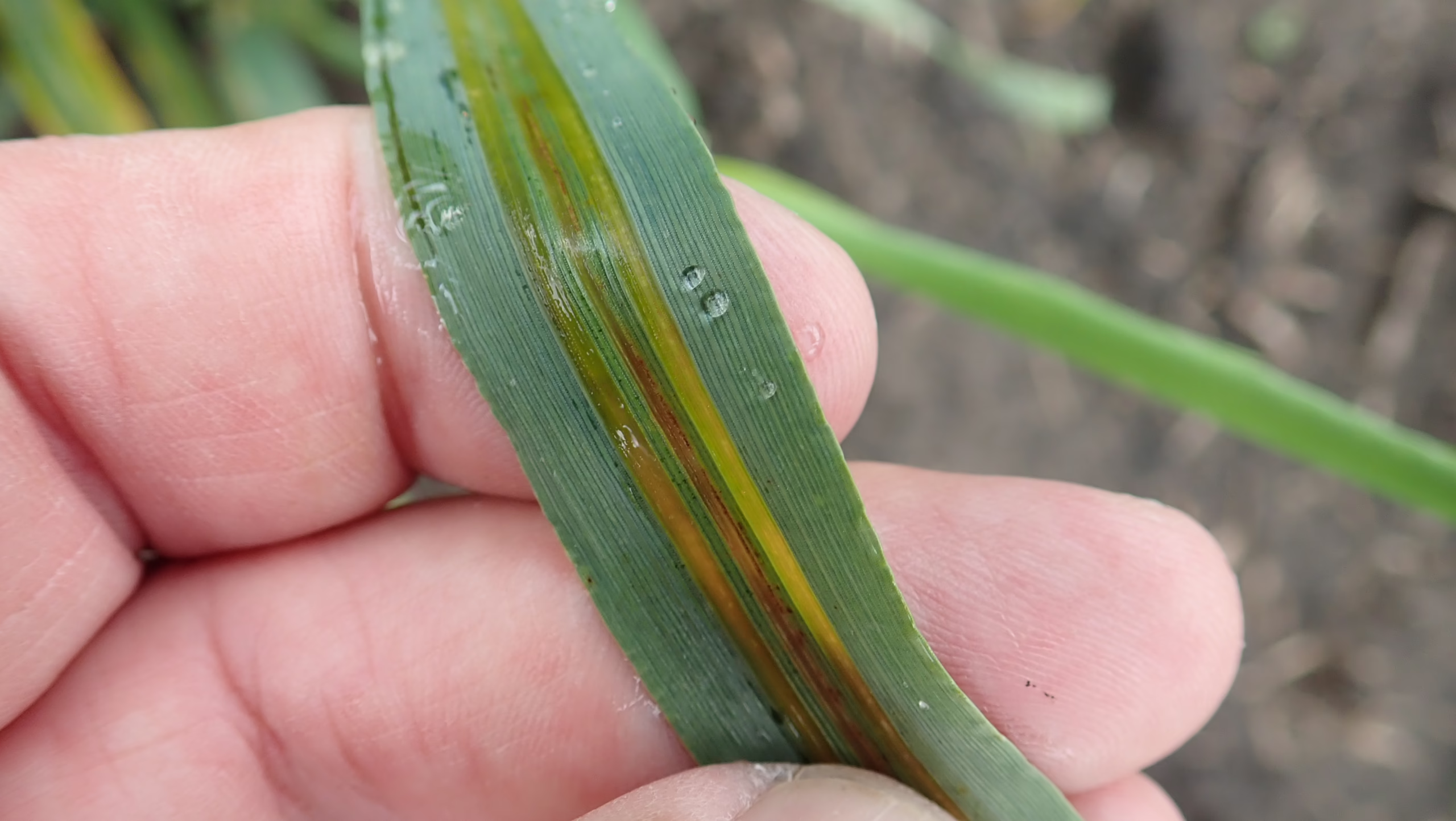 Bacterial Leaf Streak in barley. Photo credit: Dr. Kelly Turkington