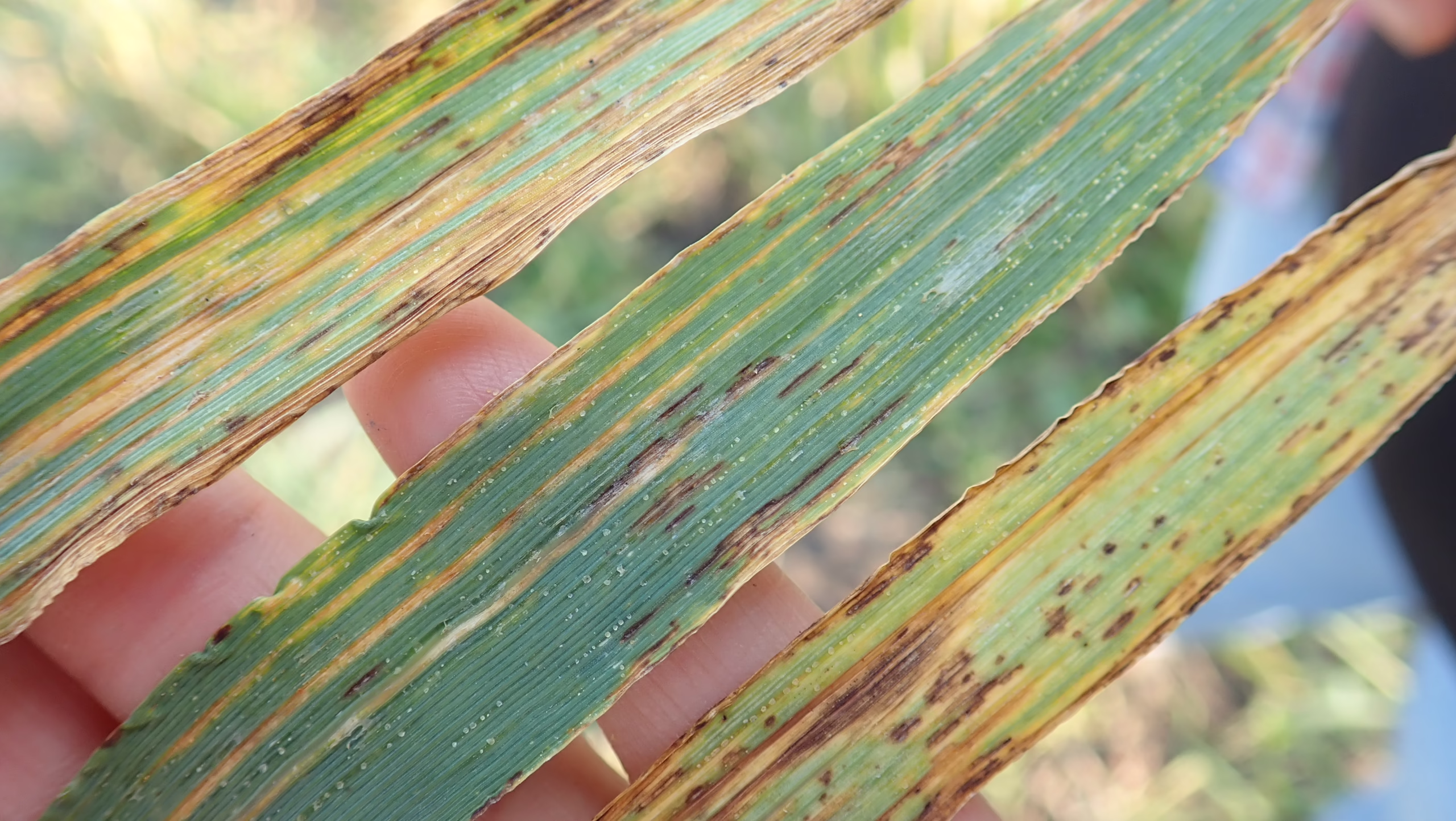 Bacterial Leaf Streak in barley. Photo credit: Dr. Kelly Turkington