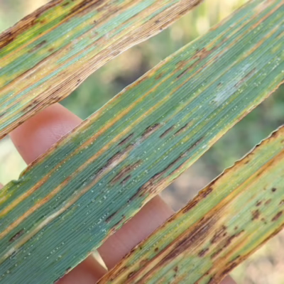 Bacterial Leaf Streak in Barley - Photo Kelly Turkington