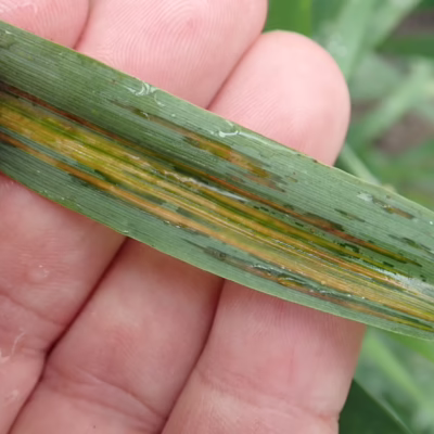 Bacterial Leaf Streak in Barley - Photo Kelly Turkington