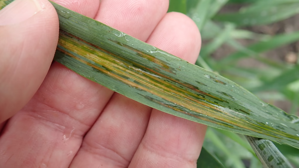 Bacterial Leaf Streak in Barley 