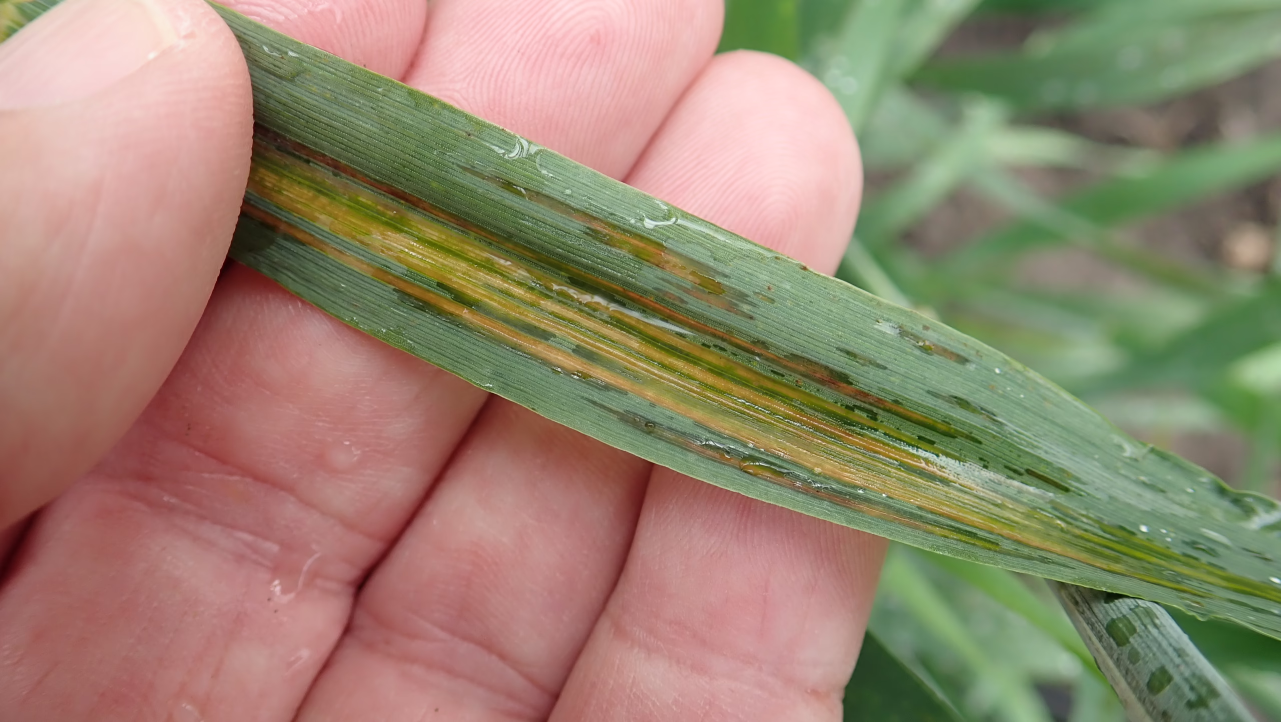 Bacterial Leaf Streak in Barley - Photo Kelly Turkington