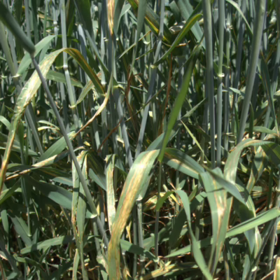 Bacterial Leaf Streak in Barley - Photo Kelly Turkington