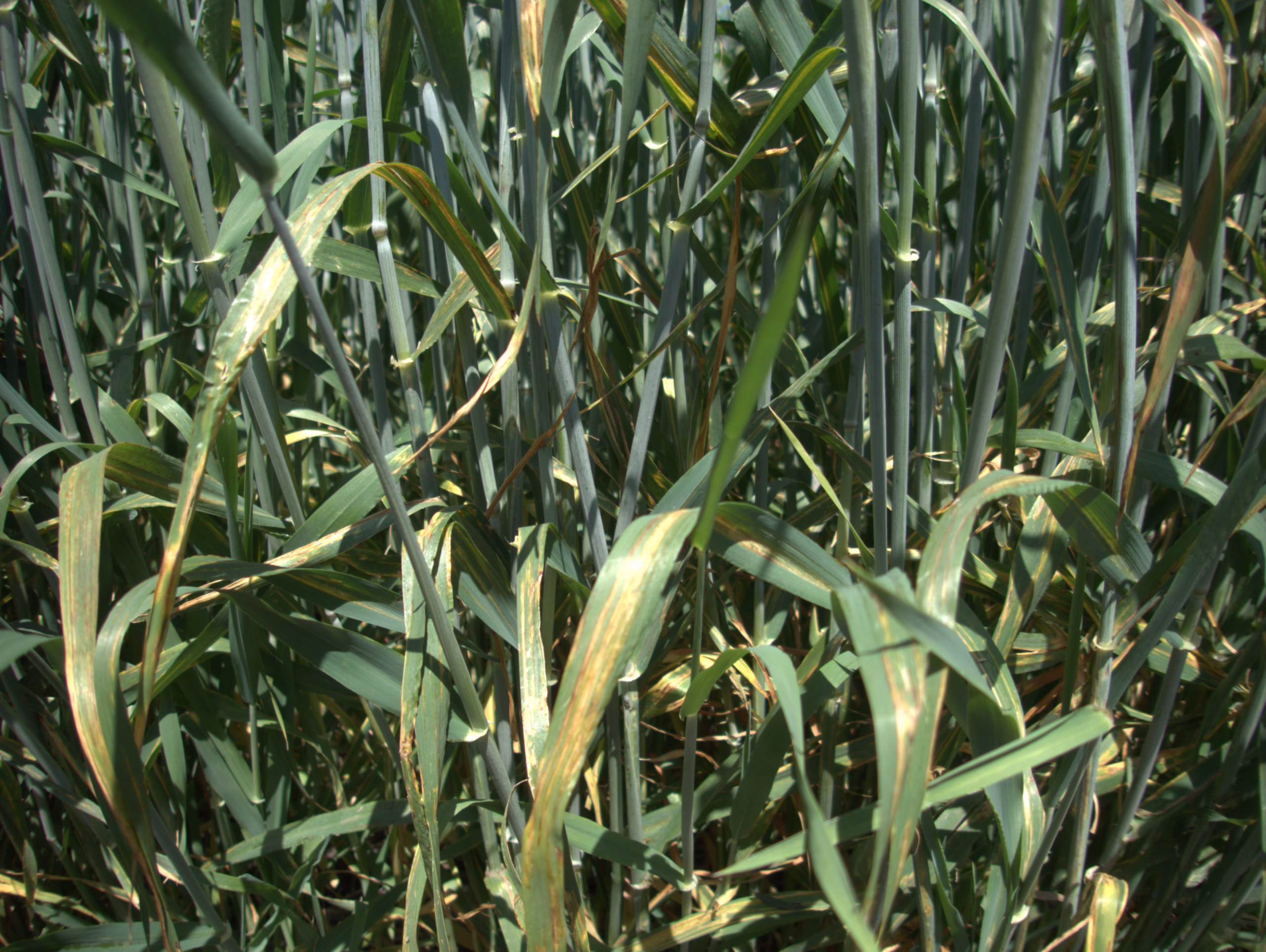 Bacterial Leaf Streak in Barley - Photo Kelly Turkington