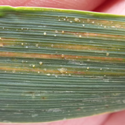 Bacterial Leaf Streak in Barley - Photo Kelly Turkington