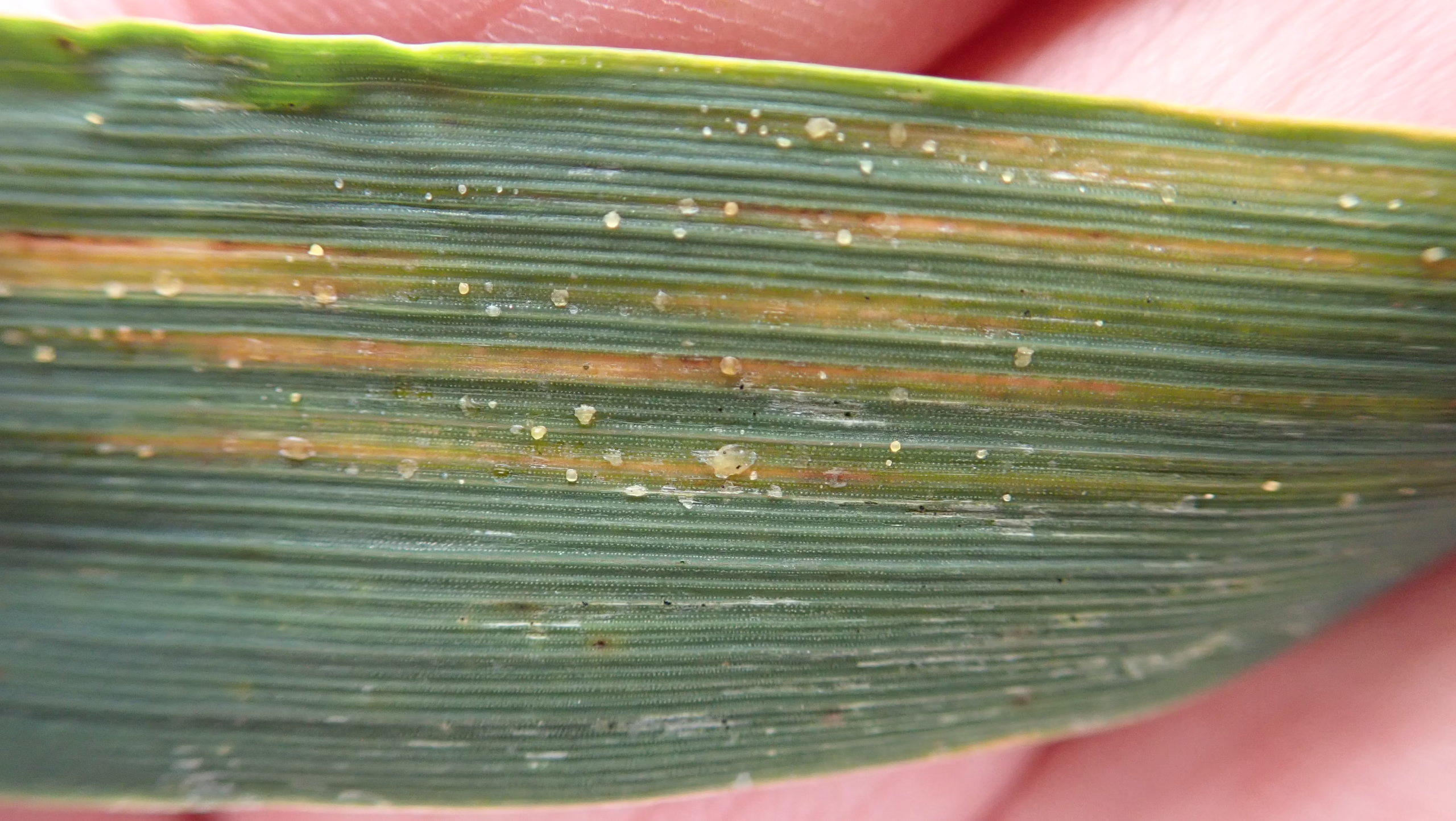 Bacterial Leaf Streak in Barley - Photo Kelly Turkington