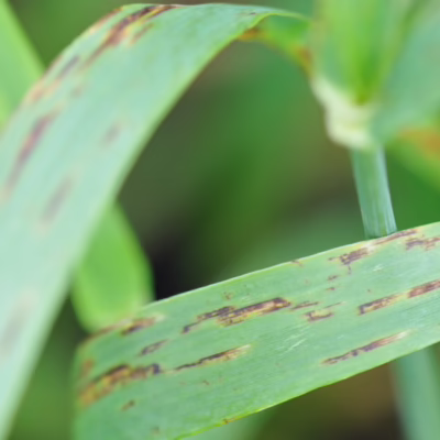 Net Form Net Blotch in Barley