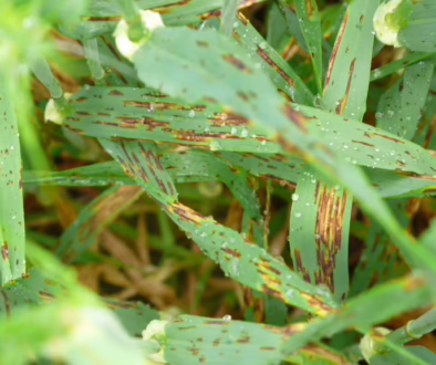 Net Form Net Blotch in Barley