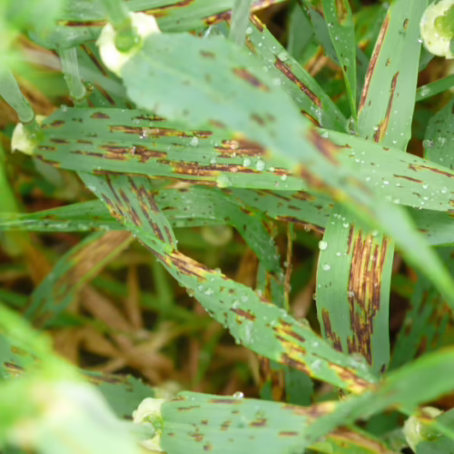 Net Form Net Blotch in Barley