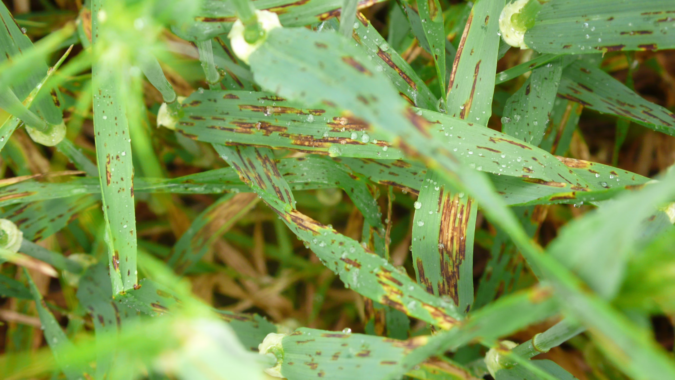 Net Form Net Blotch in Barley
