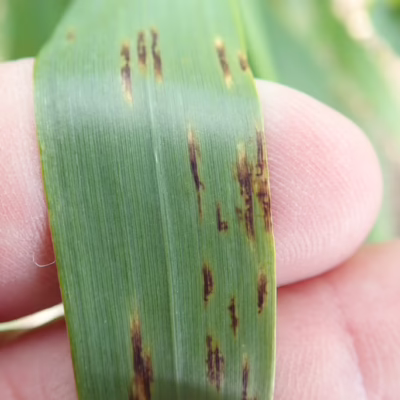 Net Form Net Blotch in Barley