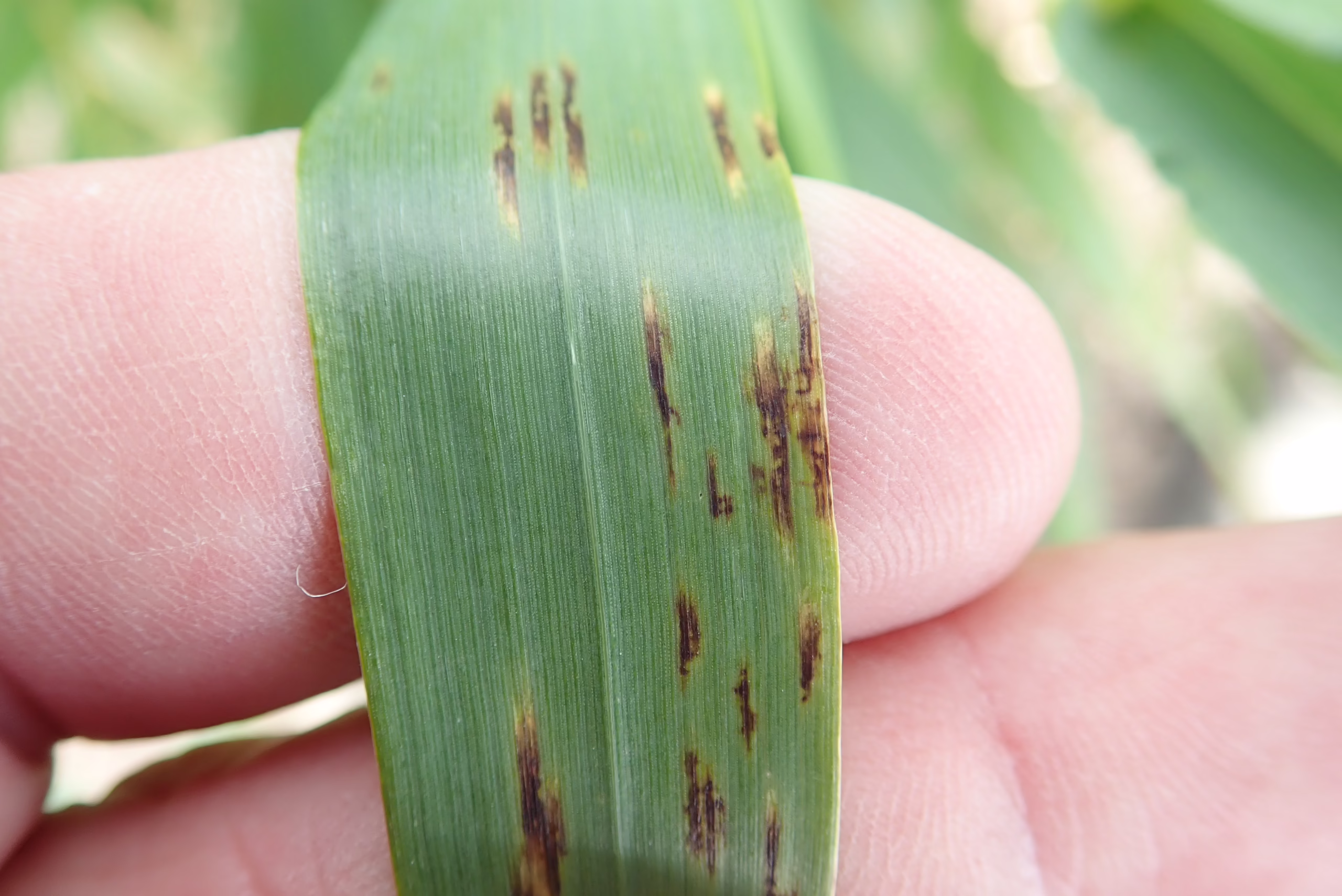 Net Form Net Blotch in Barley