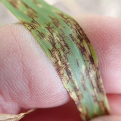 Net Form Net Blotch in Barley