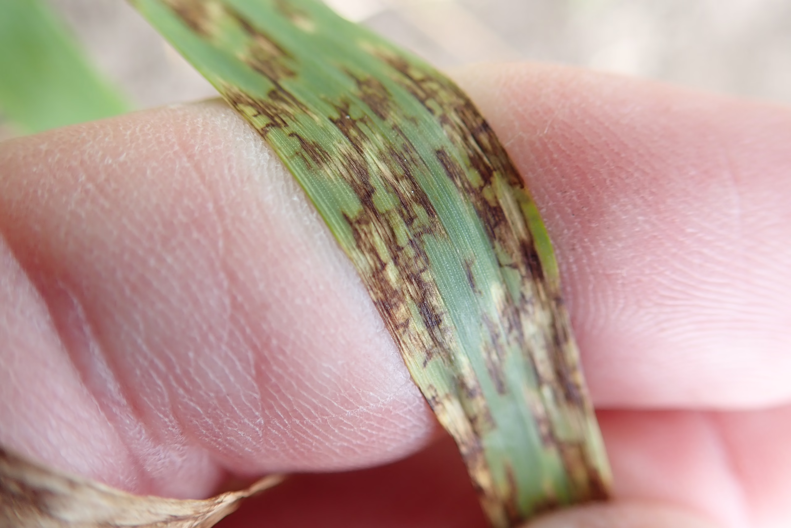 Net Form Net Blotch in Barley