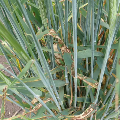 Scald in Barley