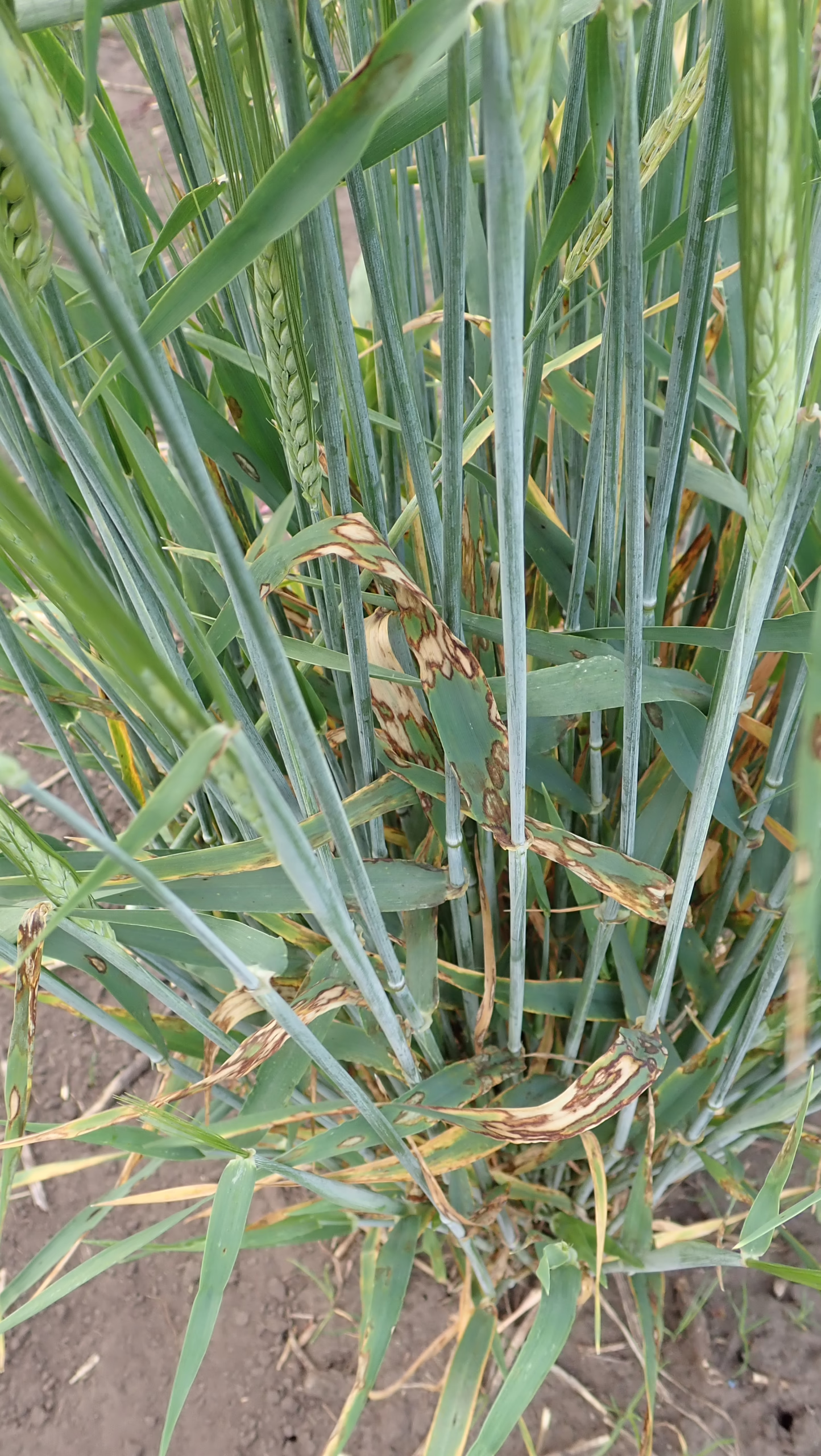 Scald in Barley