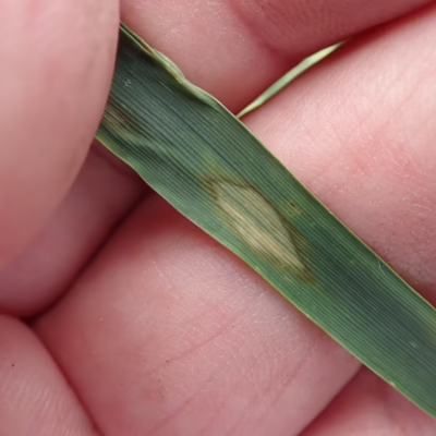 Scald in Barley