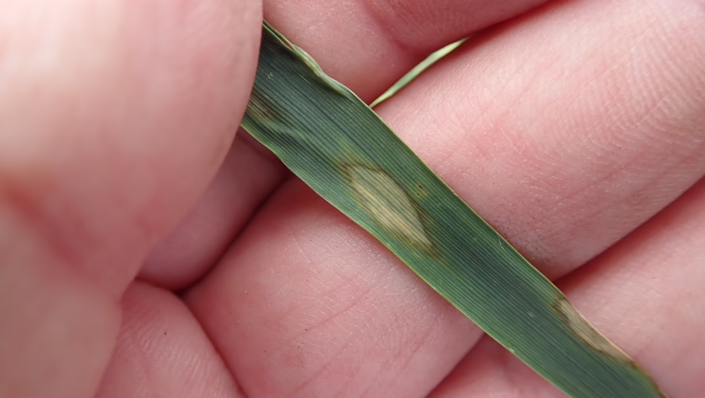 Scald in Barley
