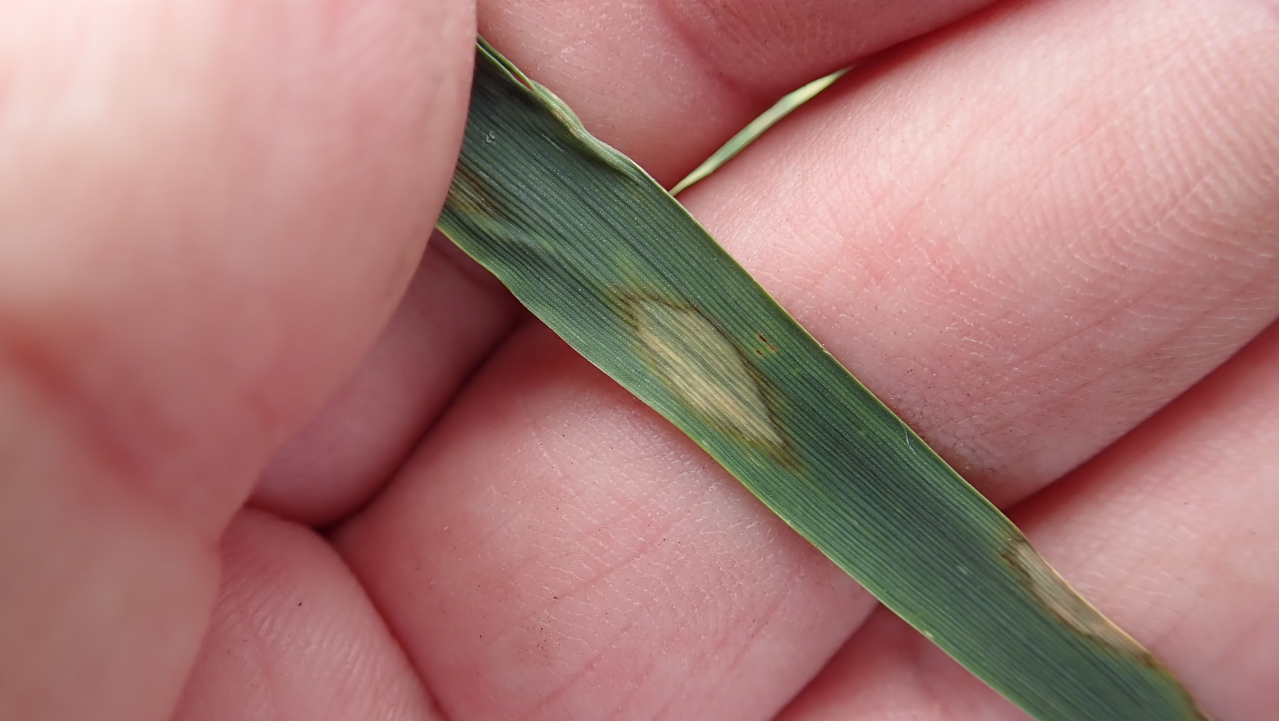 Scald in Barley