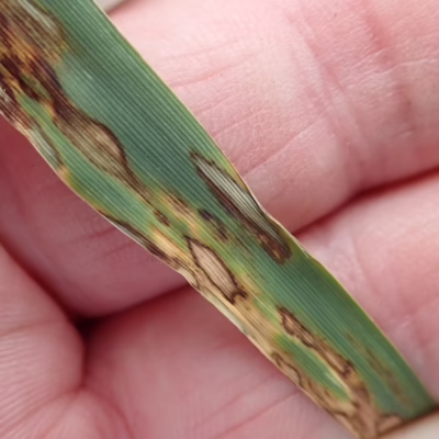 Scald in Barley