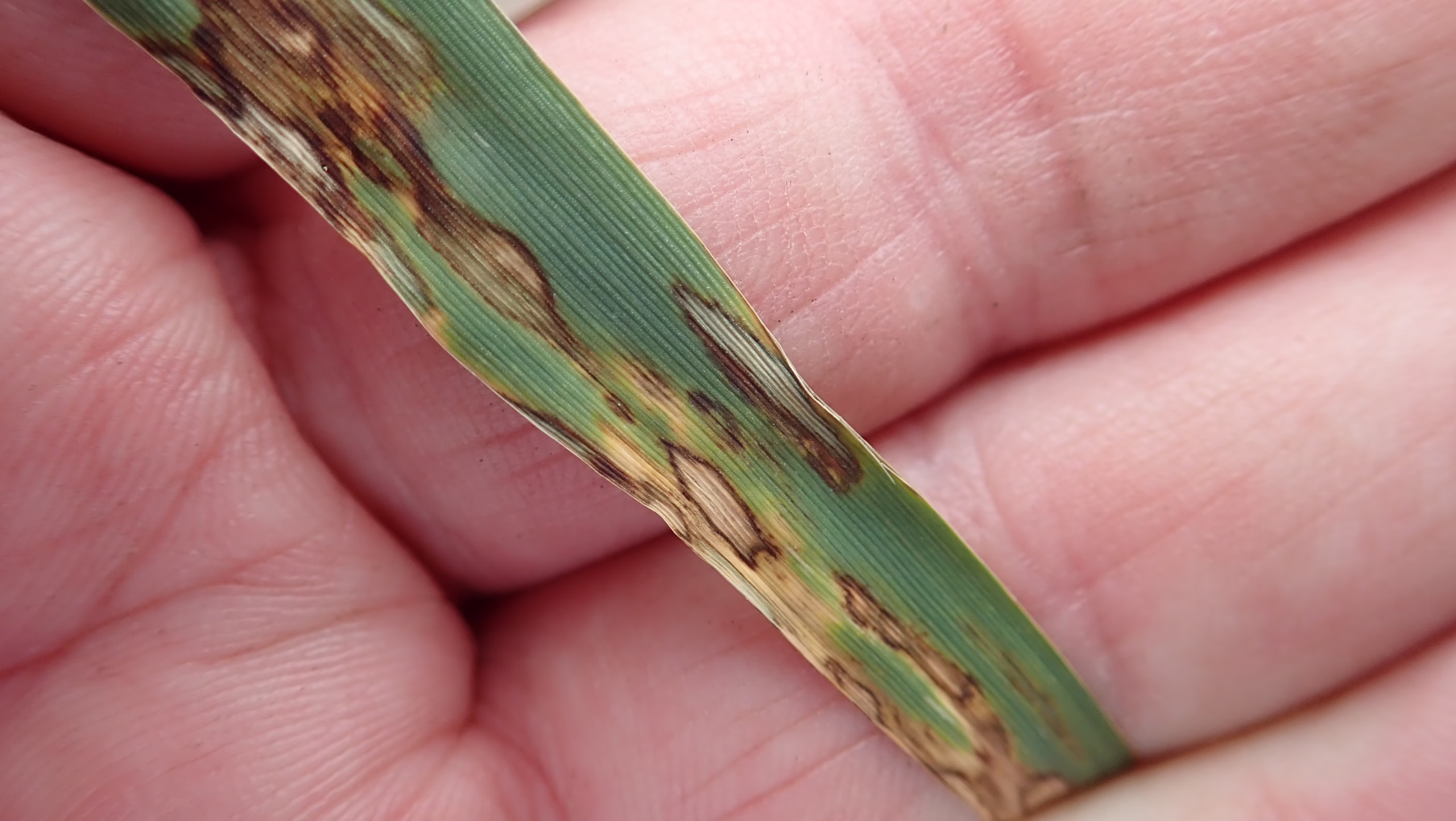 Scald in Barley