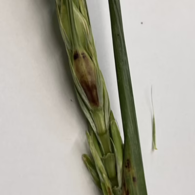 Spot Blotch in Barley