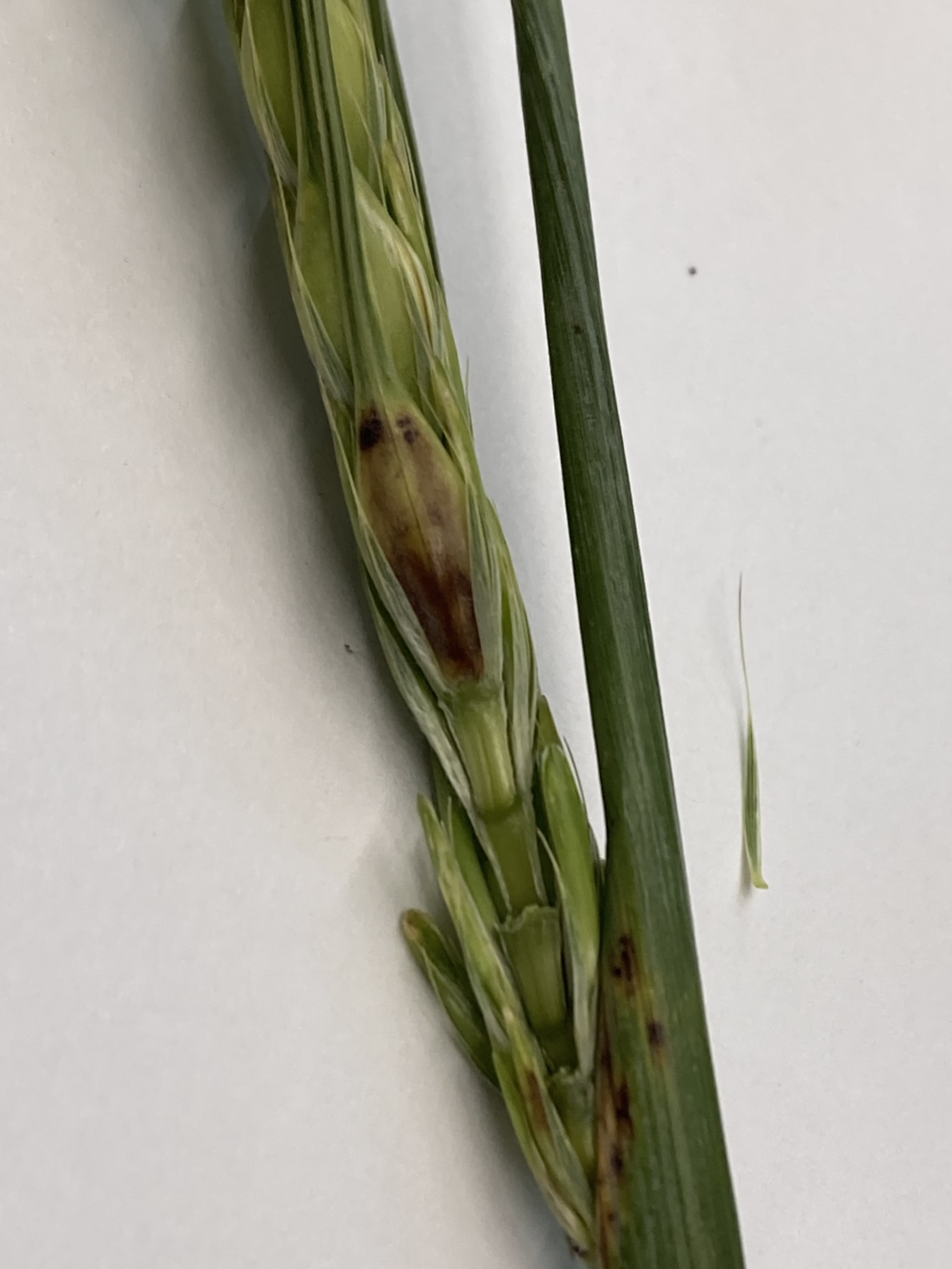 Spot Blotch in Barley