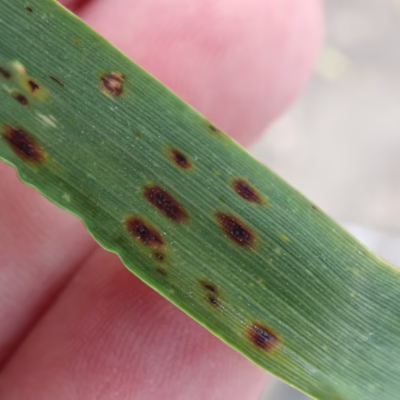 Spot Blotch in Barley