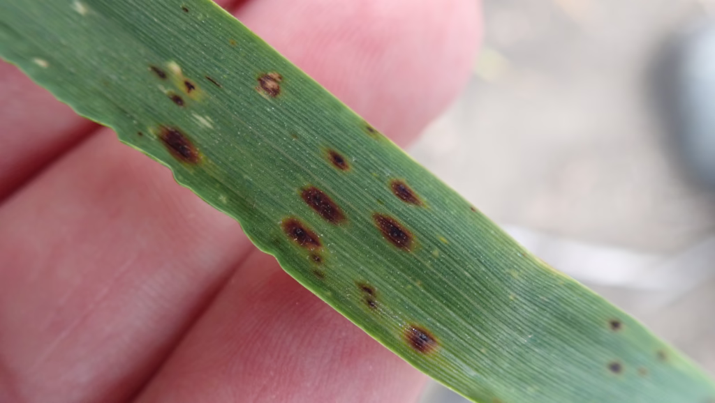 Spot Blotch in Barley