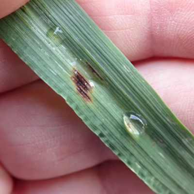 Spot Blotch in Barley