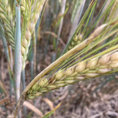 Spot Blotch in Barley