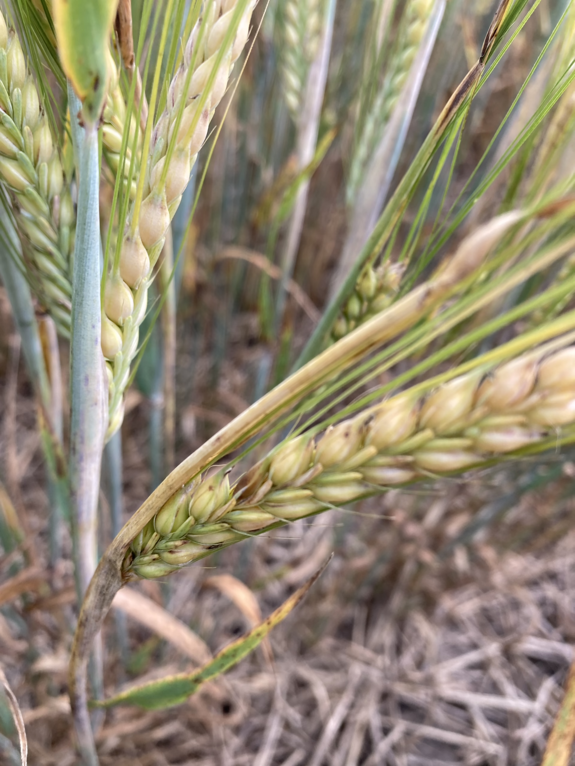 Spot Blotch in Barley