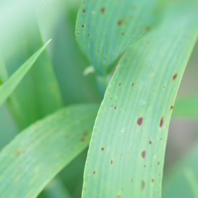 Spot Form Net Blotch in Barley